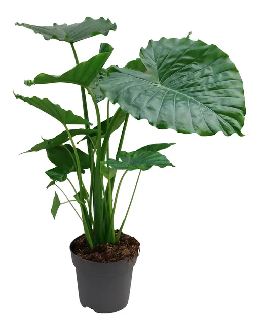 produkt mini