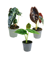 produkt mini