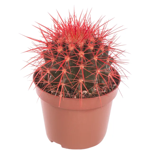 produkt mini
