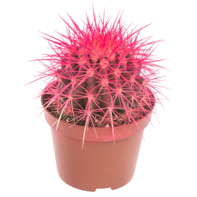produkt mini