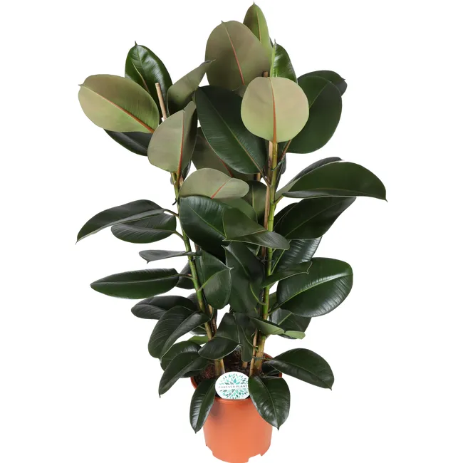 produkt mini