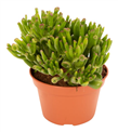 produkt mini