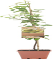 produkt mini