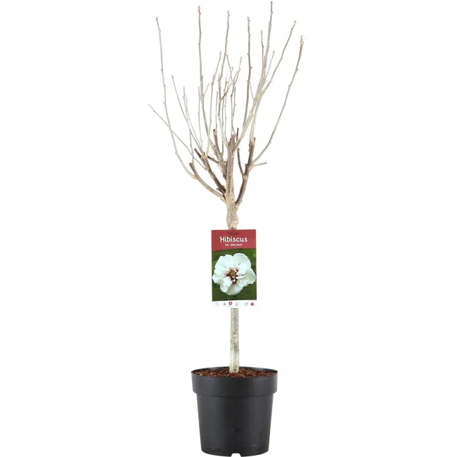 produkt mini