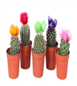 produkt mini