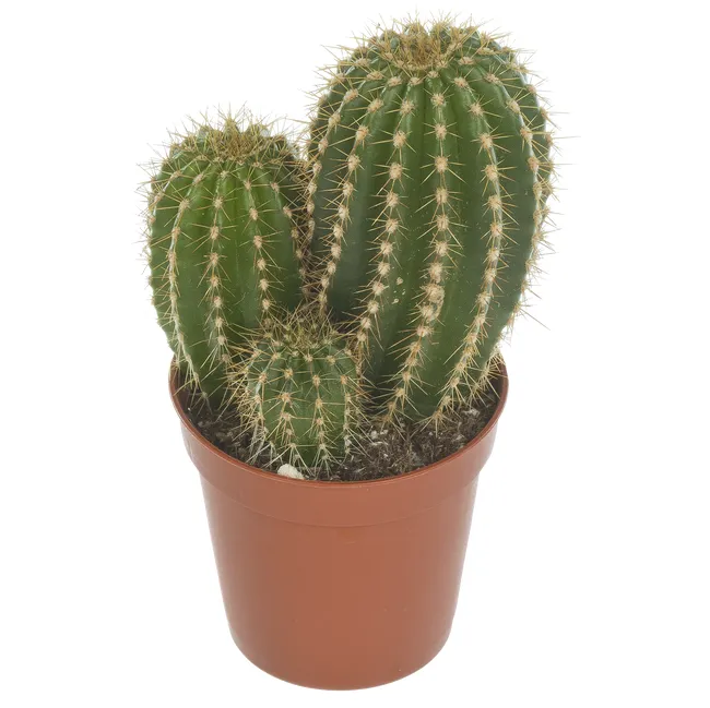 produkt mini