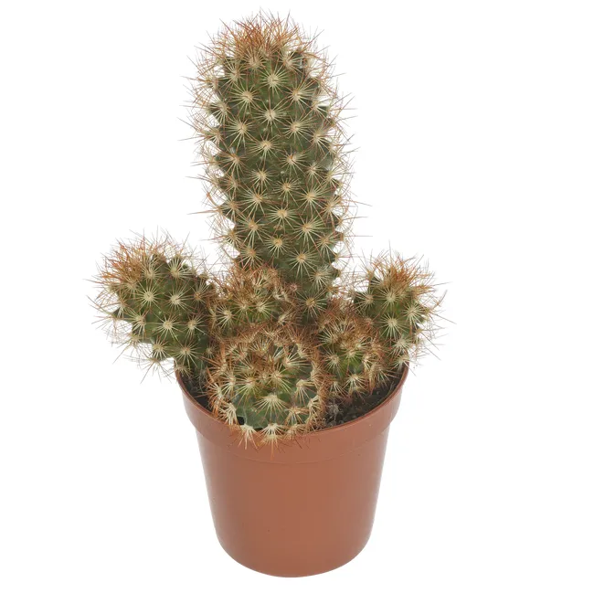 produkt mini