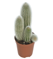 produkt mini