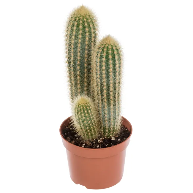 produkt mini