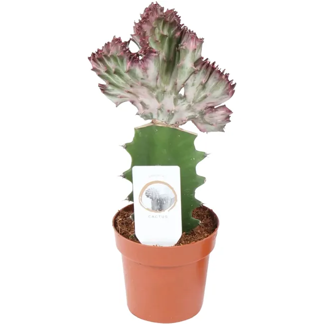 produkt mini