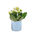 produkt mini