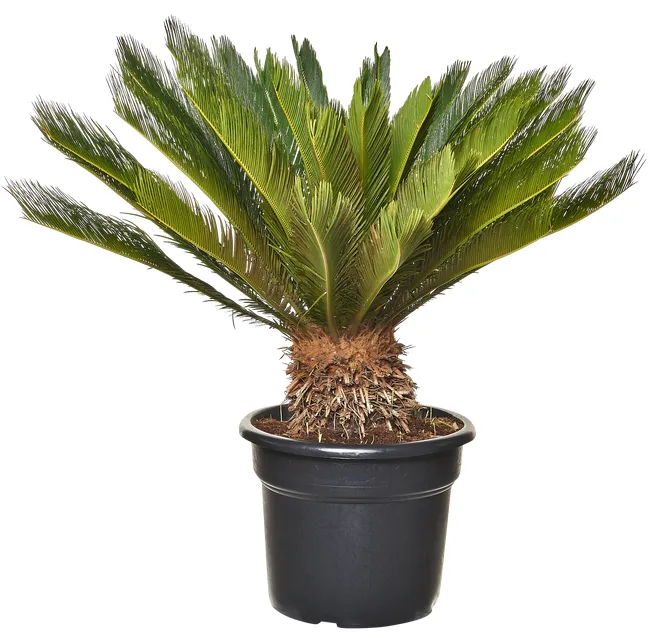 produkt mini