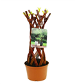 produkt mini