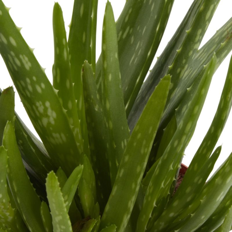 Aloes doniczka 12 cm