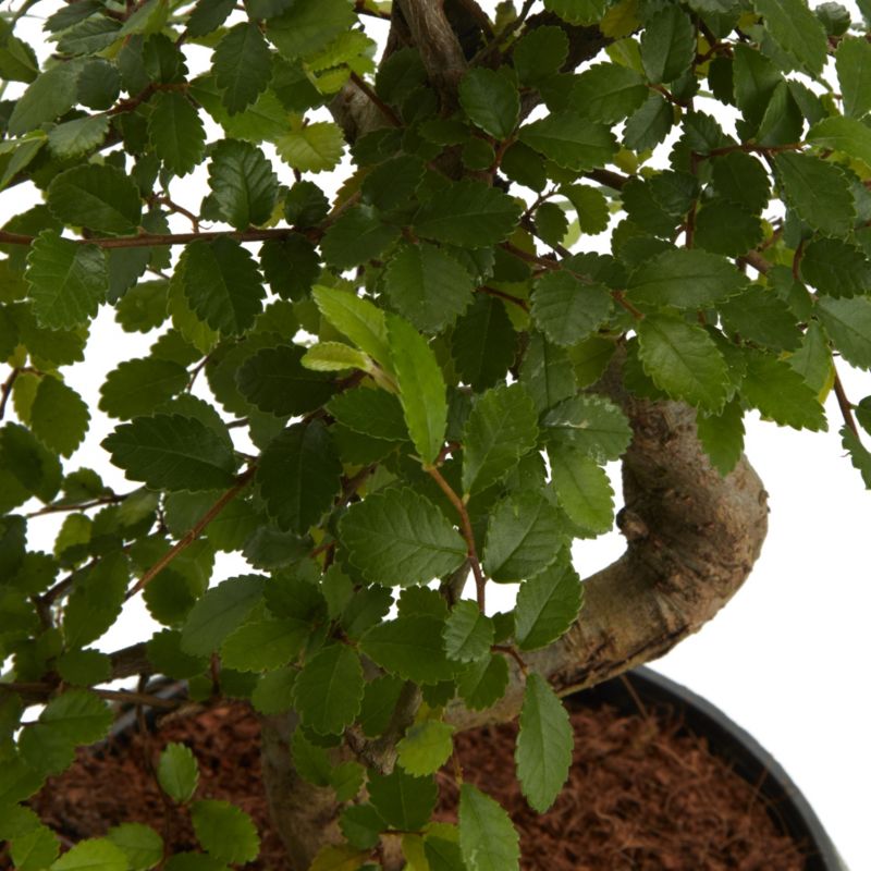 Brzostownica japońska GoodHome 15 cm