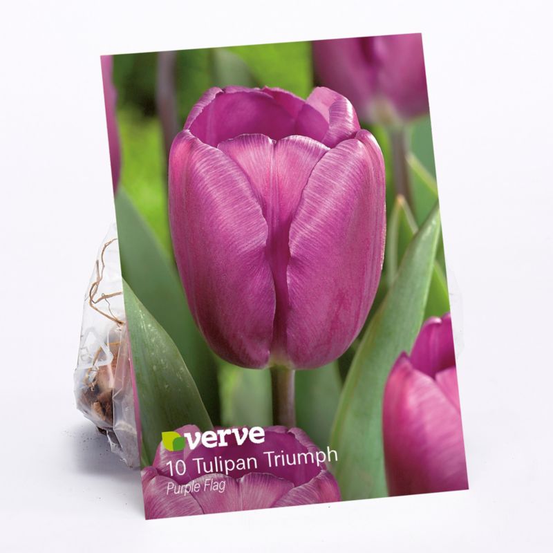 Cebule tulipan Verve Purple Flag 10 szt
