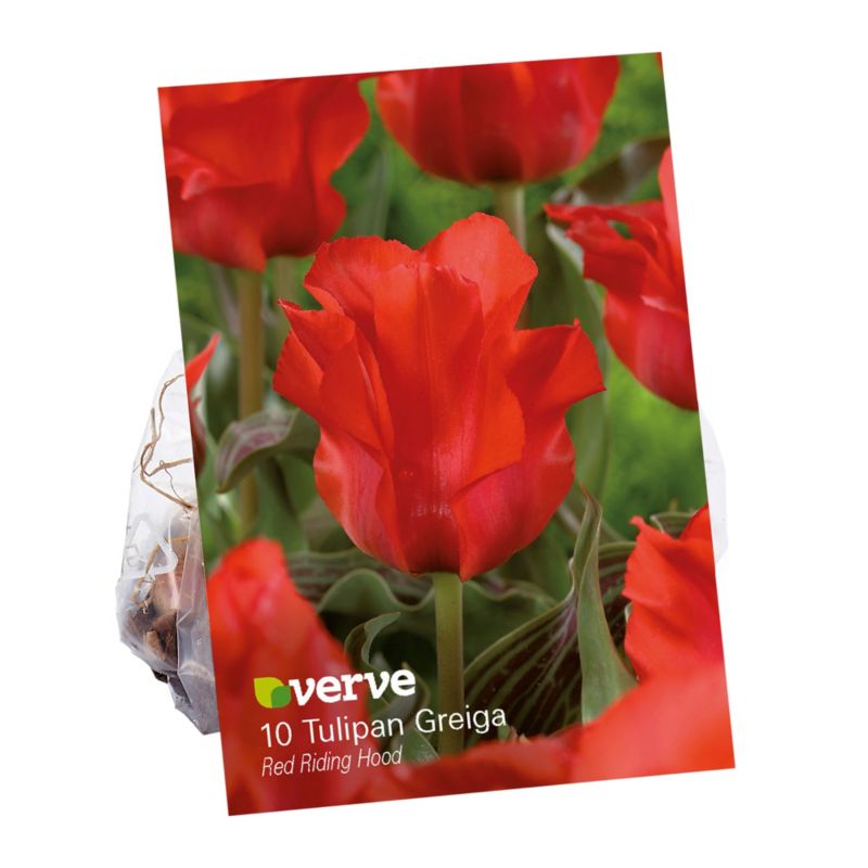 Cebule tulipan Verve Red Riding Hood 10 szt