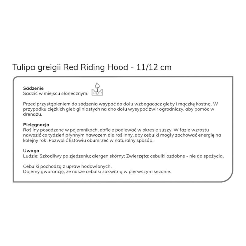 Cebule tulipan Verve Red Riding Hood 10 szt