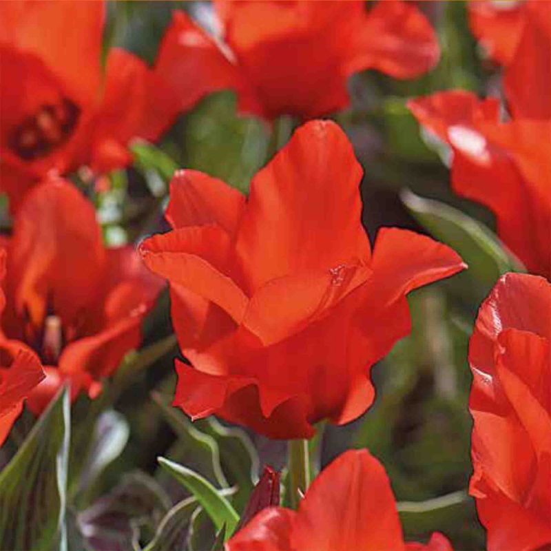 Cebule tulipan Verve Red Riding Hood 10 szt