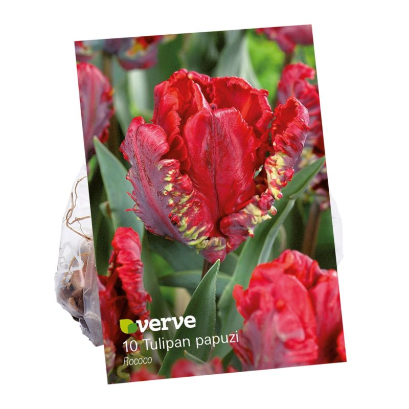 Cebule tulipan Verve Rococo 10 szt