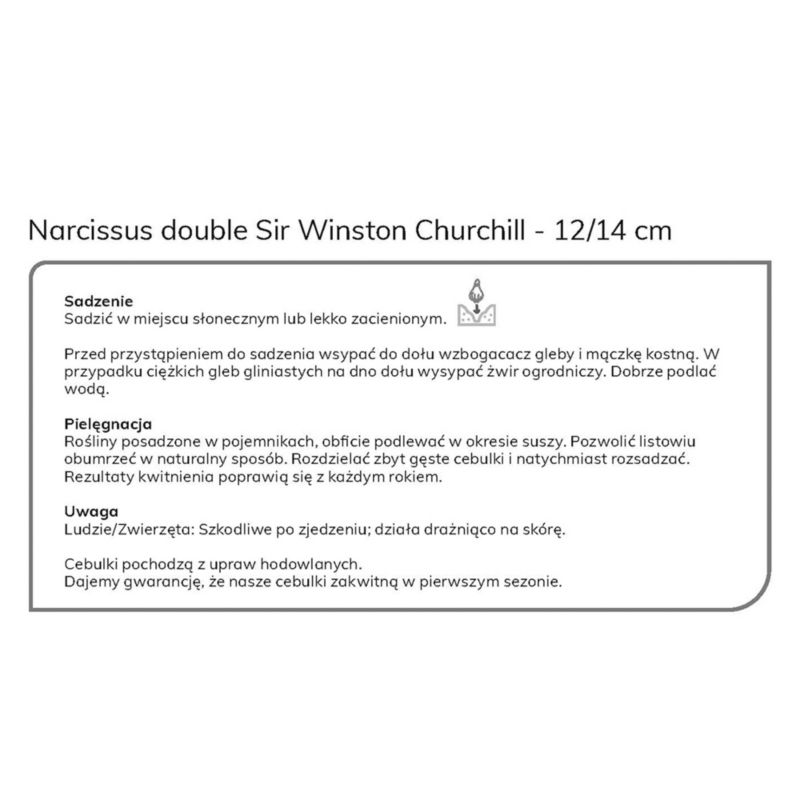 Cebule żonkil Verve Sir Winston Churchil 5 szt
