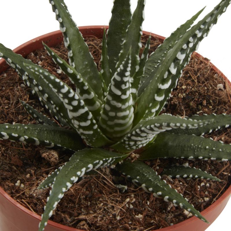 Haworsja pasiasta GoodHome 10,5 cm