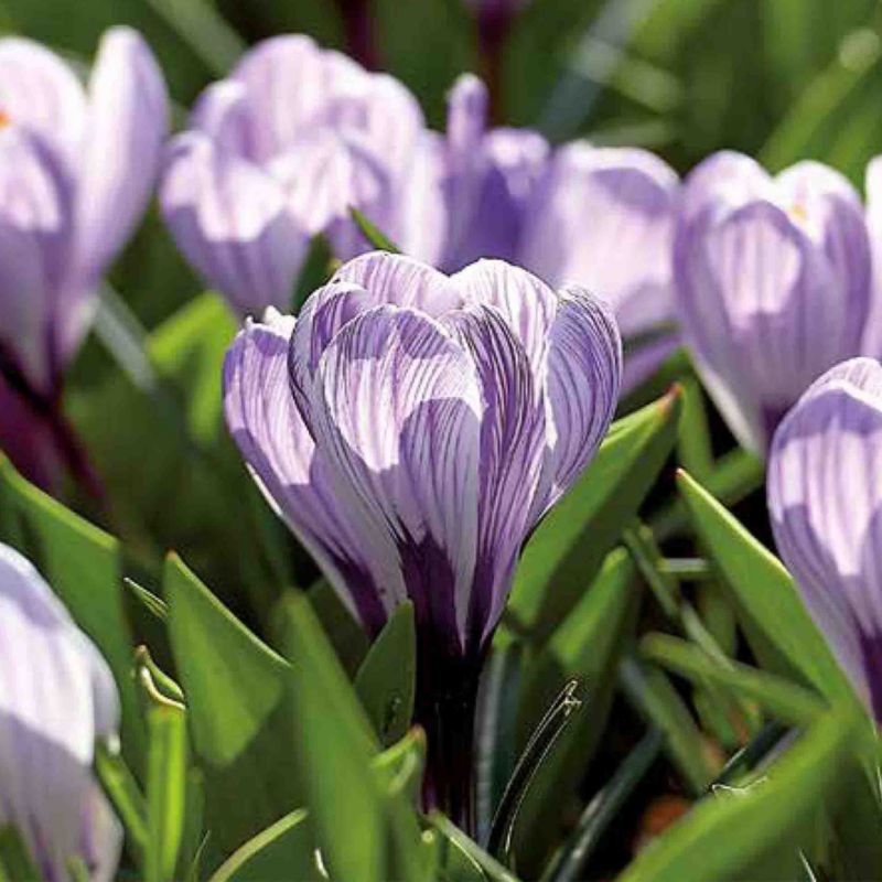 Krokus King of the Striped