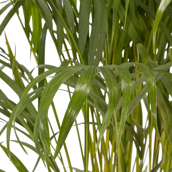 Palma Areca doniczka 24 cm