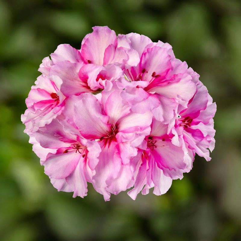 Pelargonia Cherry Blossom 11 cm