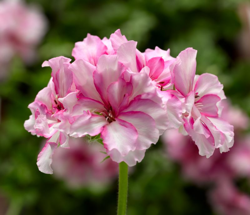 Pelargonia Cherry Blossom 11 cm