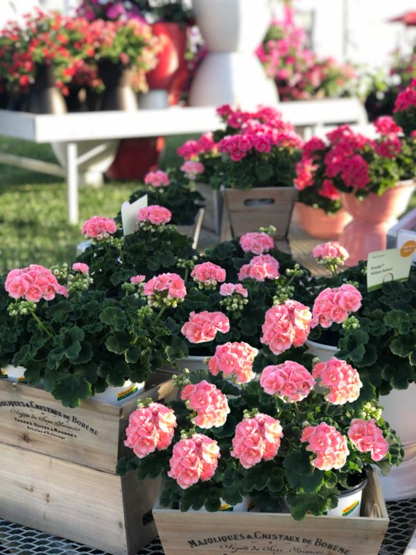 Pelargonia Rosalie 13 cm różowa