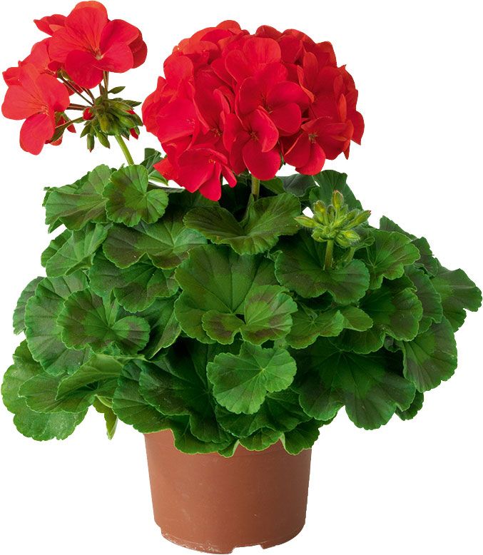 Pelargonia Verve dwukolorowa doniczka 10,5 cm wysokość 20 cm