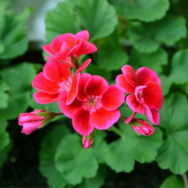 Pelargonia Zonale II doniczka 10 cm