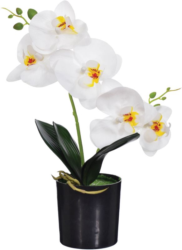 Storczyk dwupędowy Jumi w doniczce 40 cm