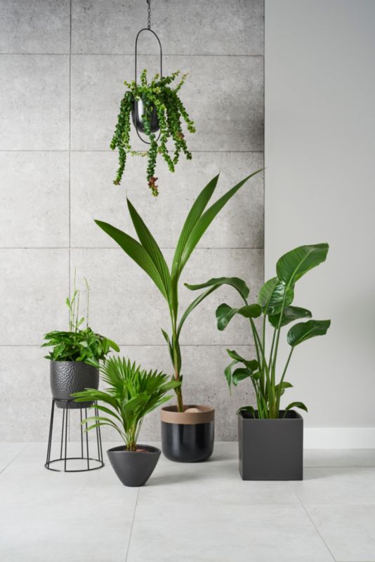Strelitzia Nicolai 21 cm