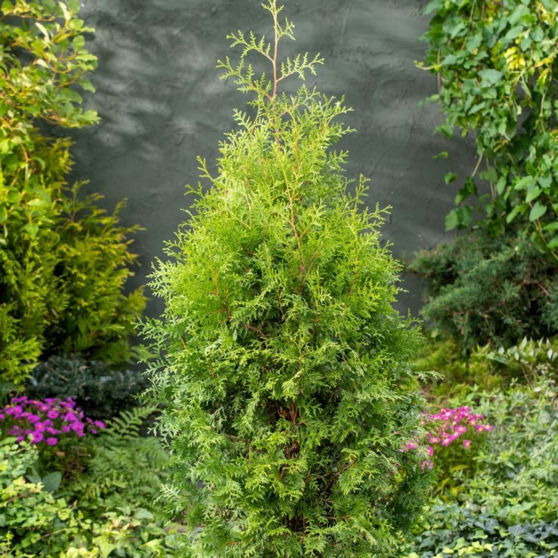 Thuja Żywotnik Zachodni Brabant Verve 2 l