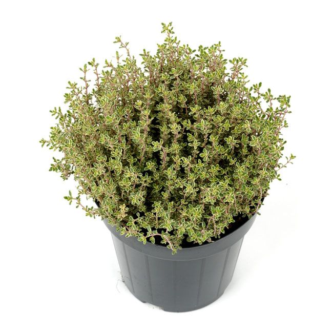Thymus Silver Queen