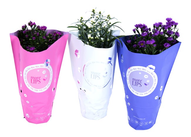 Aster nowobelgijski Marcinki mix 30cm