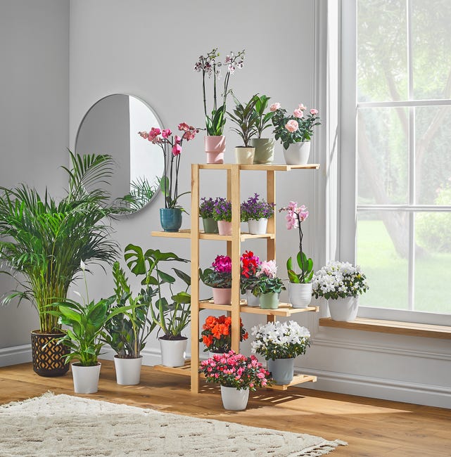 Azalia Różanecznik Rododendron mix 32cm
