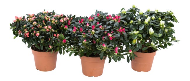 Azalia Różanecznik Rododendron mix 32cm