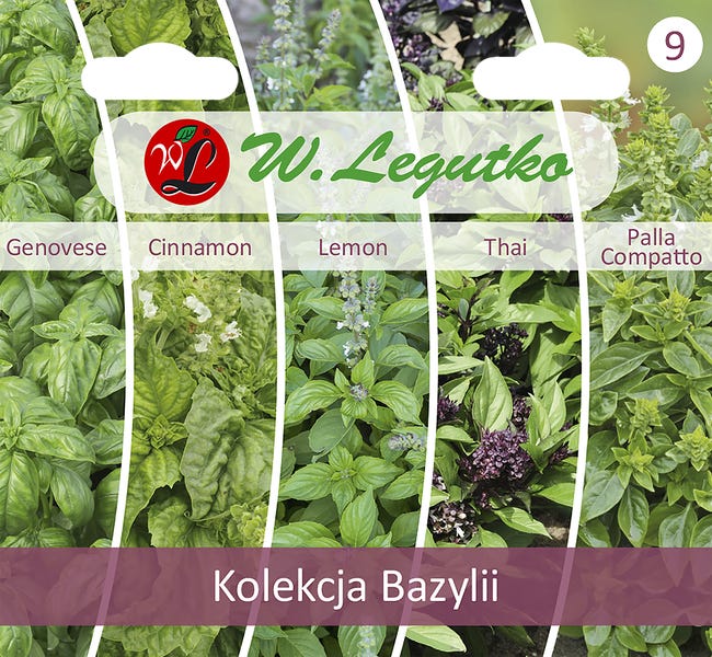 Bazylia kolekcja nasiona tradycyjne W.Legutko