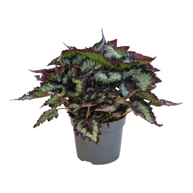 Begonia Beleaf 25cm mix