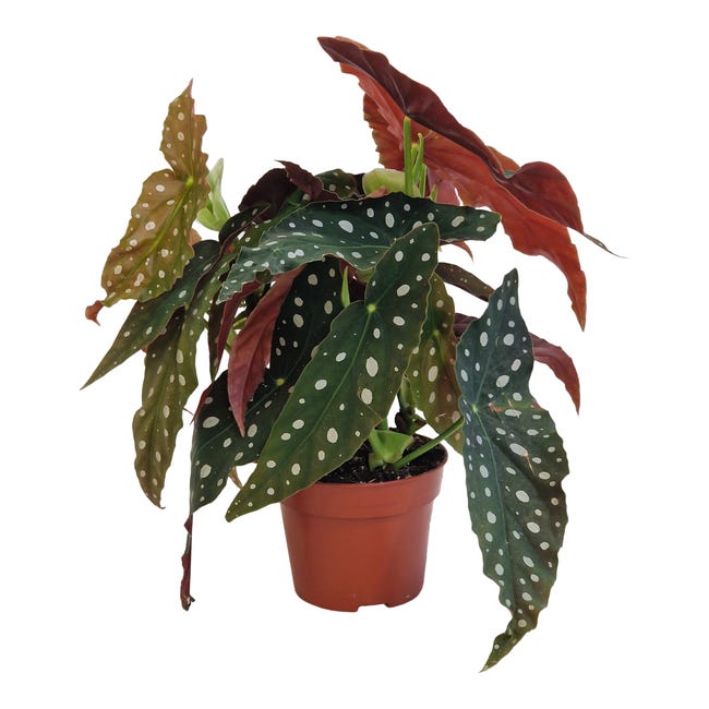 Begonia Maculata Wightii 35 cm