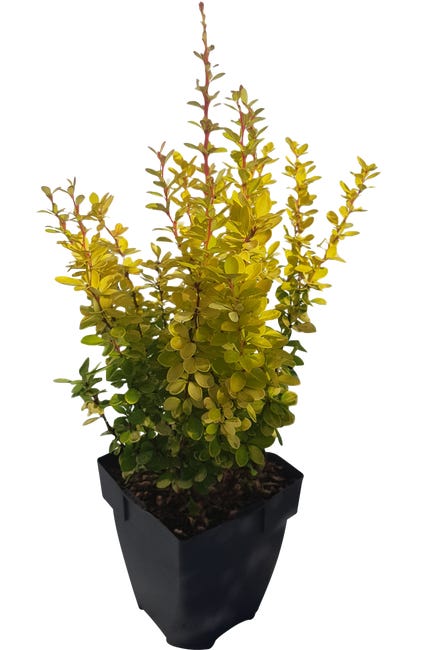 Berberys 35-40 cm