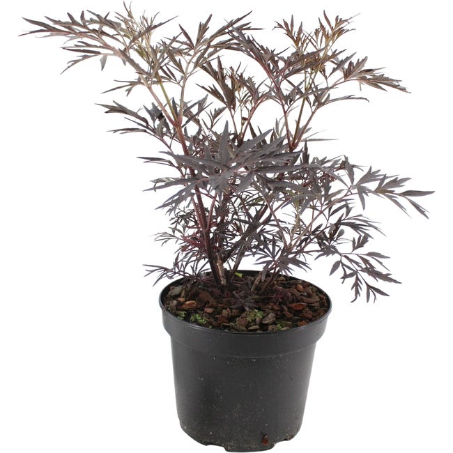 Bez czarny 35-40 cm