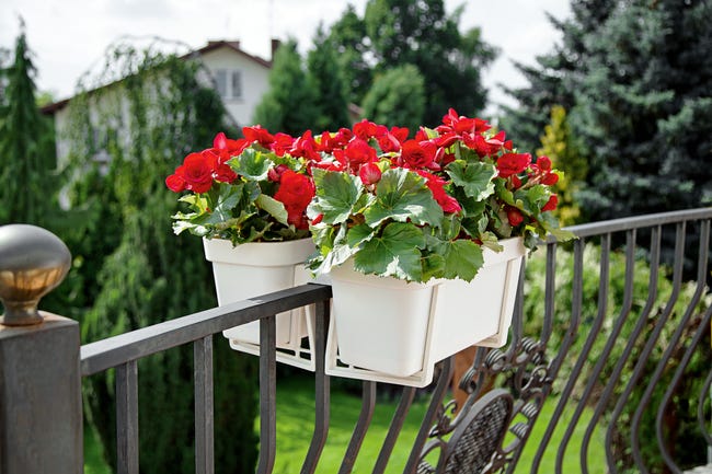 Donica balkonowa na balustradę Lobelia 60x17 cm kremowa Lamela