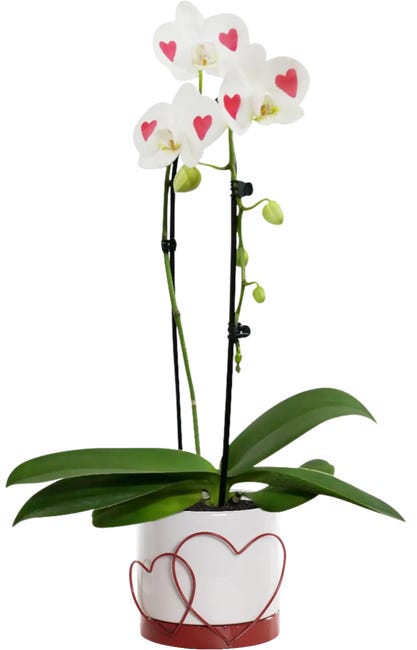 Falenopsis biały serce 65 cm