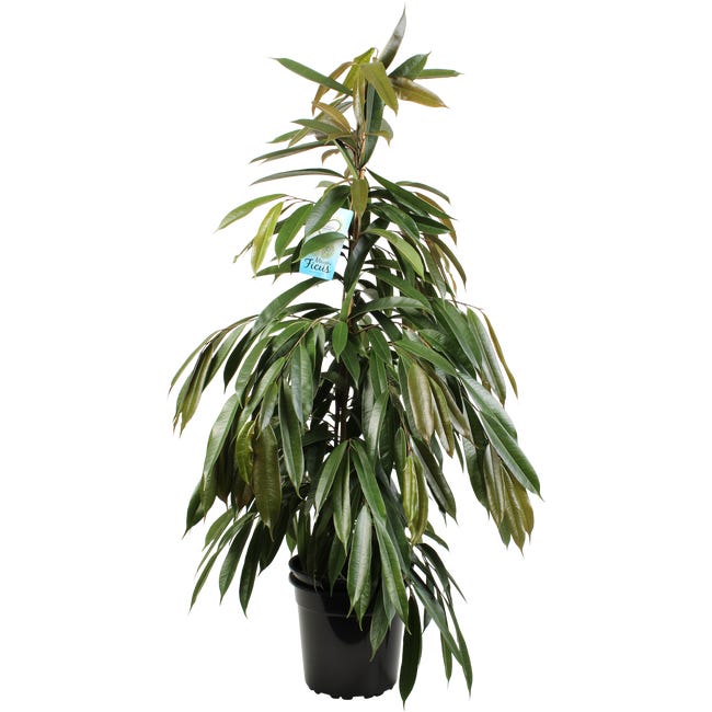 Fikus Benjamina mix 125-130 cm