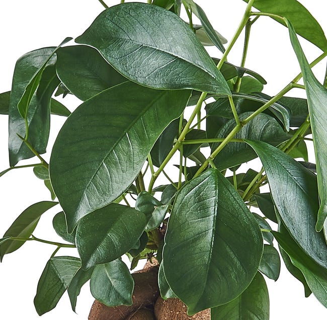 Fikus Bonsai Ginseng 35 cm doniczka dżungla