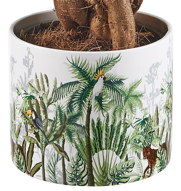 Fikus Bonsai Ginseng 35 cm doniczka dżungla